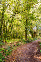 Trees in the forest of the north of Spain.
