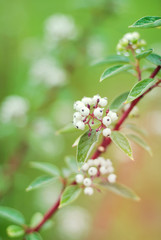 branch of a bush with white berries in the rain with dew on a green blurred background of nature, soft focus