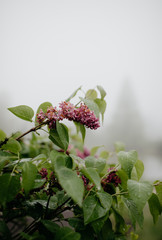 lilac flower in morning dew