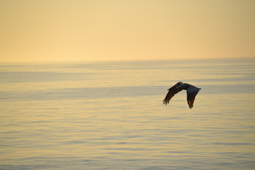 Pelican flying
