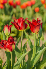 Fototapeta premium tulips field agriculture holland