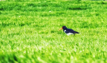 Eurasian Oystercatcher