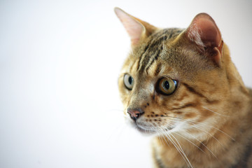 Closeup of the head of a bengal cat, studio shot on white background