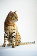 Obraz premium Male bengal cat is sitting, studio shot on white background