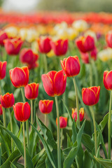 Obraz premium tulips field agriculture holland