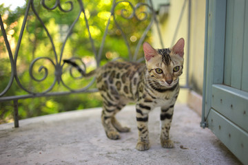 Cute bengal kitten on a balcony