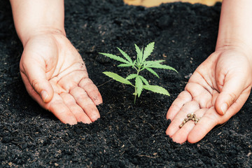 Farmers for seed cannabis seeding