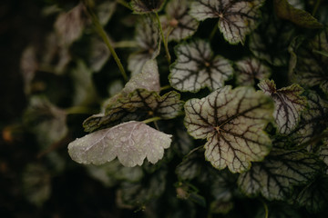 green leaf texture