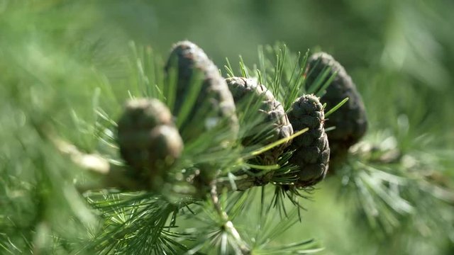 Branches with cones and needles on larch tree in forest. Brown cones of larch