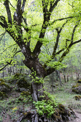Árbol con un verde intenso y tronco muy oscuro 