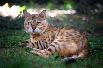 Portrait of a male bengal cat resting in the grass