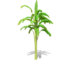 3D rendering - Banana tree  isolated over a white background use for natural poster or  wallpaper design, 3D illustration Design.