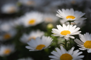 Closeup beautiful white chamomile flower which it have herb for antiinflammatory and decoration.-Image.