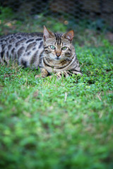 Naklejka na ściany i meble Beautiful bengal cat is resting in the tall grass