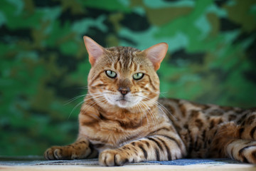 A big male bengal cat is resting, camouflage background
