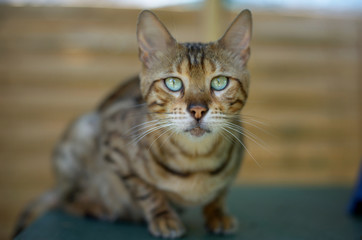Closeup portrait of a bengal cat with green eyes