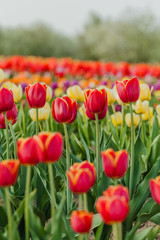 tulips field agriculture holland