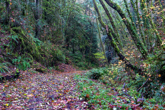 Hiking Trail in Portland Oregon