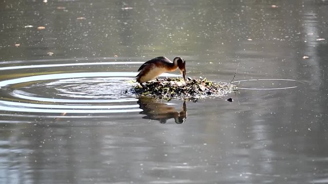 Haubentaucher auf seinem Nest mit vier Eiern