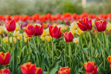 tulips field agriculture holland