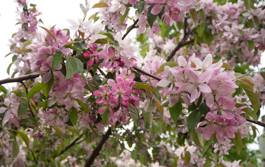 Beautiful Pink sakura blomimng cherry