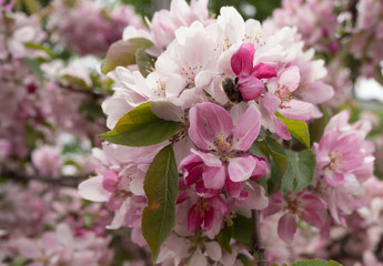 blooming cherry tree