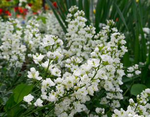white flowers in garden
