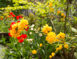 yellow flowers in the garden