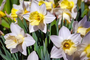 Fototapeta na wymiar White Narcissus flowers with six petals and a yellow middle bloom in the spring