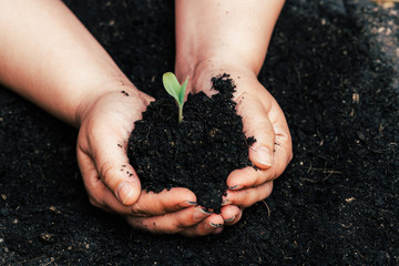 Cultivating fertilizing seedling, marijuana Earth Day is environmentally friendly.