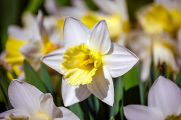 White Narcissus flowers with six petals and a yellow middle bloom in the spring