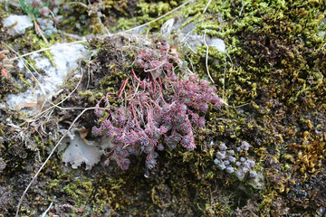 Wild herbs, perennial plants and cactuses on the wall of the ancient stone Klek fortress on the...