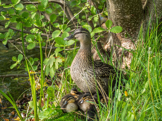 Enten Mama mit ihren Kücken