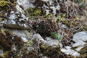 Wild herbs, perennial plants and cactuses on the wall of the ancient stone Klek fortress on the hill near Zlatar mountain, Serbia