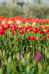 tulips field agriculture holland