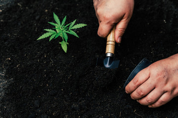 cultivation in an indoor marijuana for medical purposes