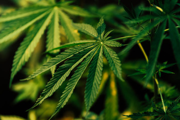 Young leaves marijuana hemp plants, Indica, vintage style background