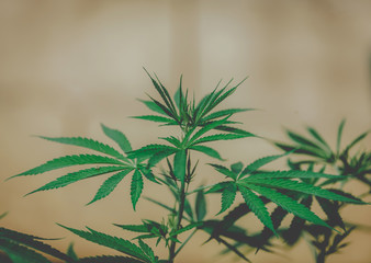 marijuana vegetation plants, Growing cannabis indica, hemp CBD, marijuana leaves