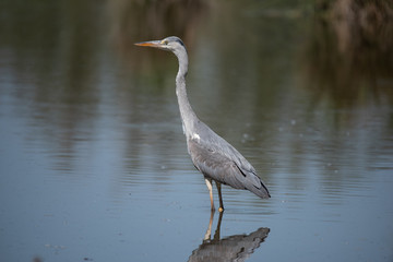 Grey heron (Ardea cinerea), real wildlife - no ZOO