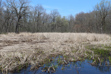 Vernal pool at Somme Woods in Northbrook, Illinois in spring