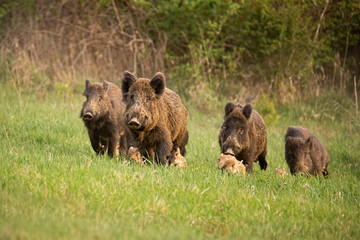Group of wild boars, sus scrofa, running in spring nature. Action wildlife scenery of a family with small piglets moving fast forward to escape from danger.
