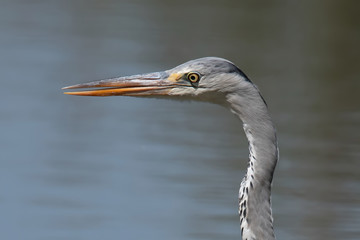 Grey heron (Ardea cinerea), real wildlife - no ZOO