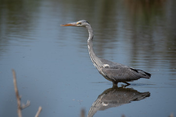 Grey heron (Ardea cinerea), real wildlife - no ZOO