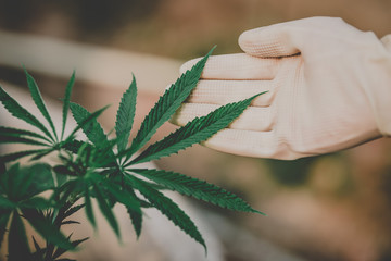 Farmers examine the growth of fresh marijuana for medical