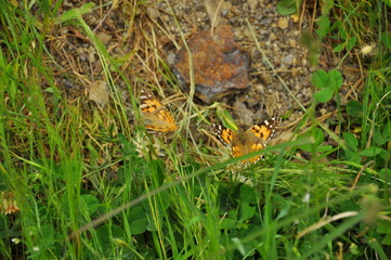 butterfly on grass