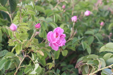 pink rose in the garden