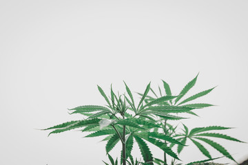 Cannabis leaf isolated on white background