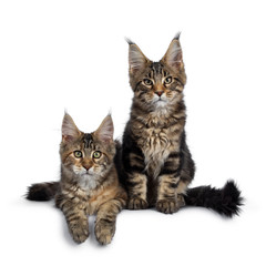 Naklejka premium Duo of 2 black tabby and tortie Maine Coon cat kittens, sitting /laying down, beside each other. looking straight at lens with green eyes. Tails beside body and paws hanging down from edge.