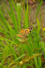 butterfly on flower