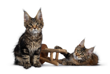 Duo of 2 black tabby and tortie Maine Coon cat kittens, sitting in front and laying down beside a little brown wooden stool. Looking straight at lens with green eyes.
